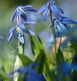 Sterhyacint (oosters)  Scilla siberica