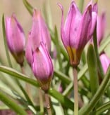 Tulp  Tulipa humilis