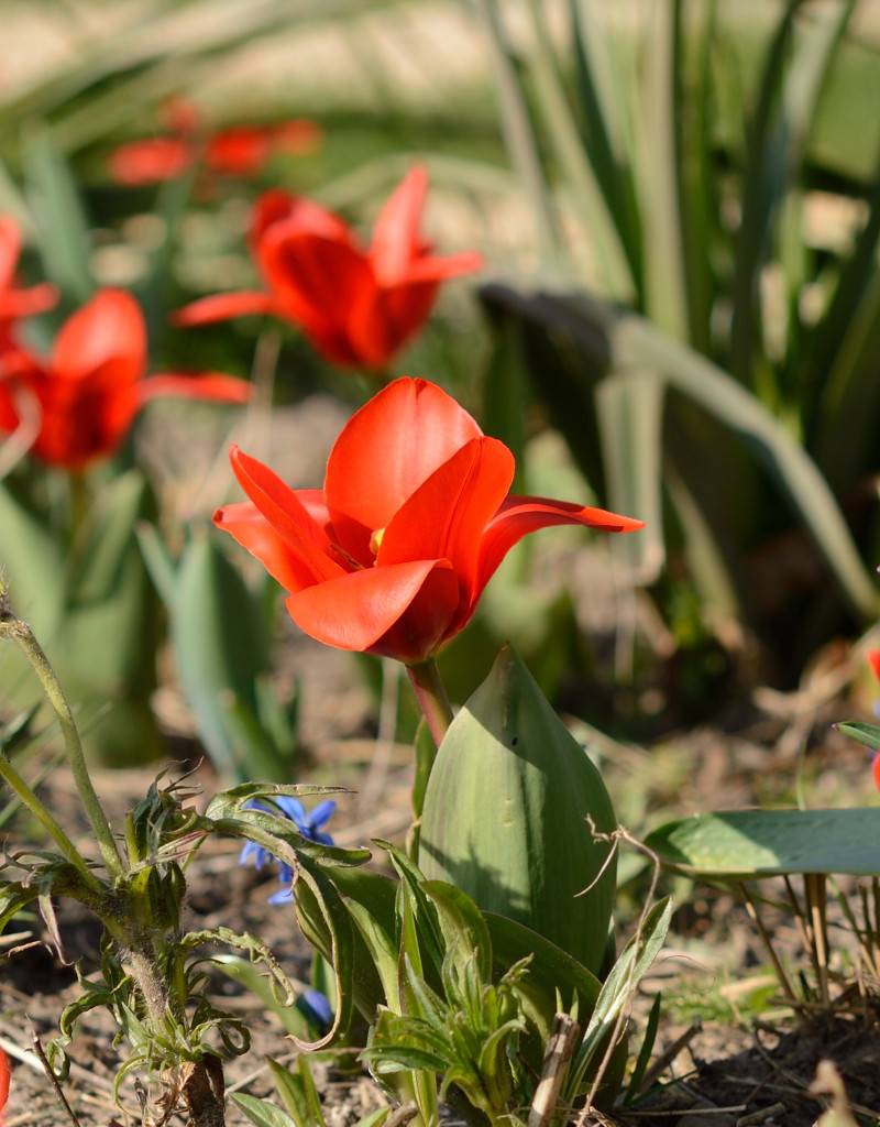 Tulp  Tulipa kaufmanniana 'Showwinner'