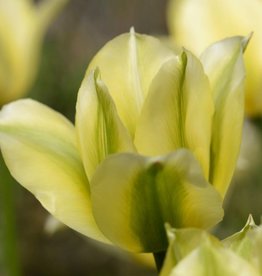 Tulp  Tulipa 'Spring Green'