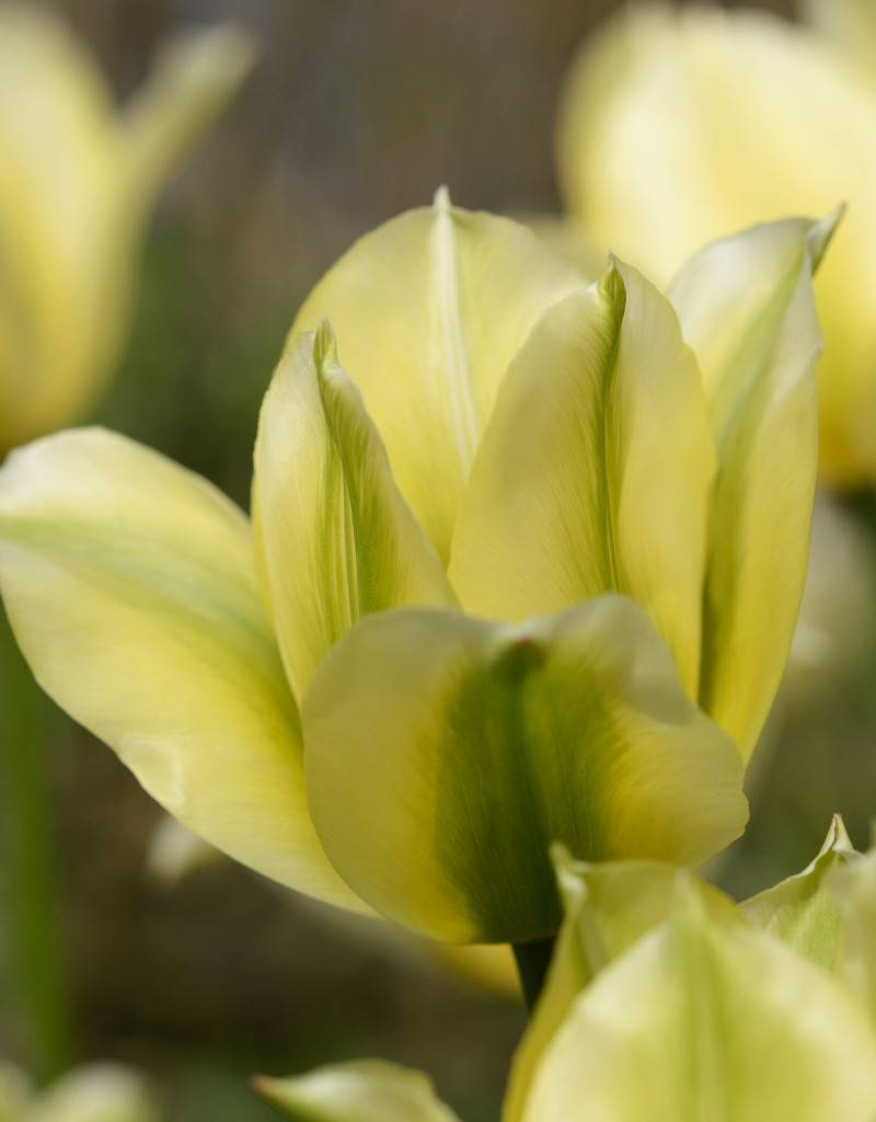 Tulp  Tulipa 'Spring Green'