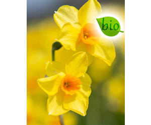 5 Narcissus ‘Golden Dawn’ Bollen – 14/16 Cm – Geurige Tazetta, Geel, Bloeit In Maart-mei – Nederlandse Kwaliteit