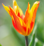 Tulp  Tulipa 'Fire Wings', BIO