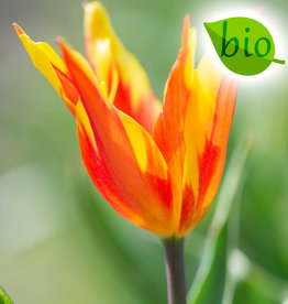 Tulp  Tulipa 'Fire Wings', BIO
