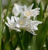 Buishyacint  Puschkinia scilloides var. libanotica 'Alba' (Buishyacint)