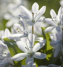 Sterhyacint (wit)  Scilla miczenkoana