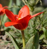 Tulp  Tulipa kaufmanniana 'Showwinner'