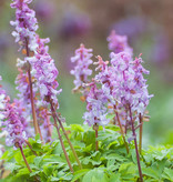 Holwortel  Corydalis cava (bulbosa) (Holwortel) - Stinzenplant