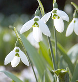 Sneeuwklokje  Galanthus elwesii (Groot sneeuwklokje) - Stinzenplant