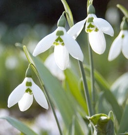 Sneeuwklokje  Galanthus elwesii