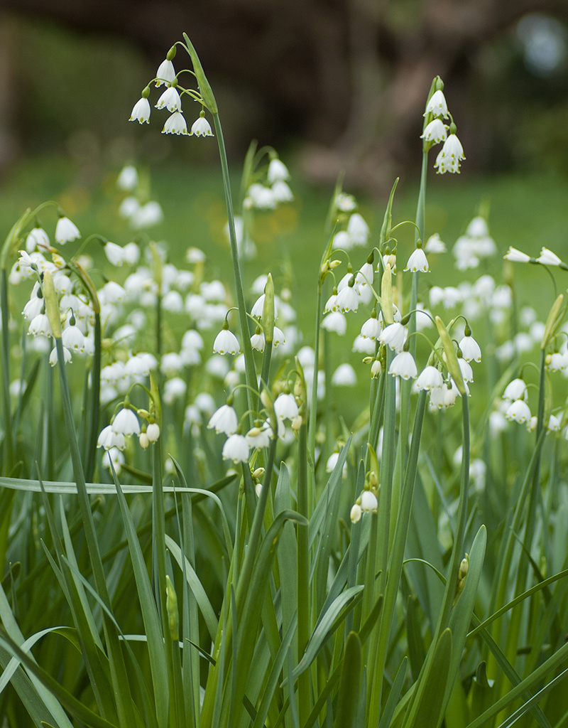 Zomerklokje  Leucojum aestivum 'Gravitye Giant' (Zomerklokje) - Stinzenplant