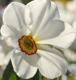Narcis (dichters)  Narcissus 'Actaea'