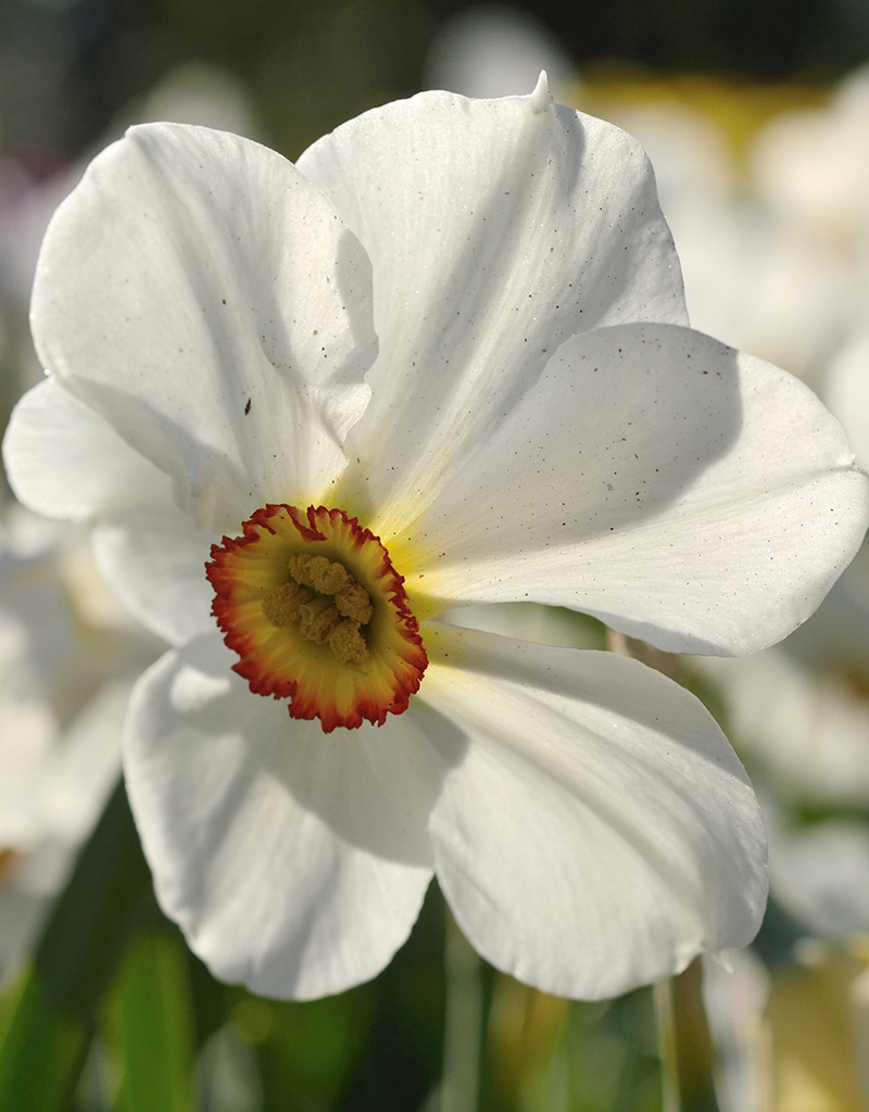 Narcis (dichters)  Narcissus 'Actaea'