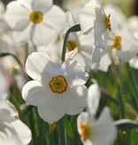 Narcis (dichters)  Narcissus 'Actaea'