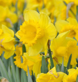 Narcis  Narcissus 'Dutch Master', BIO