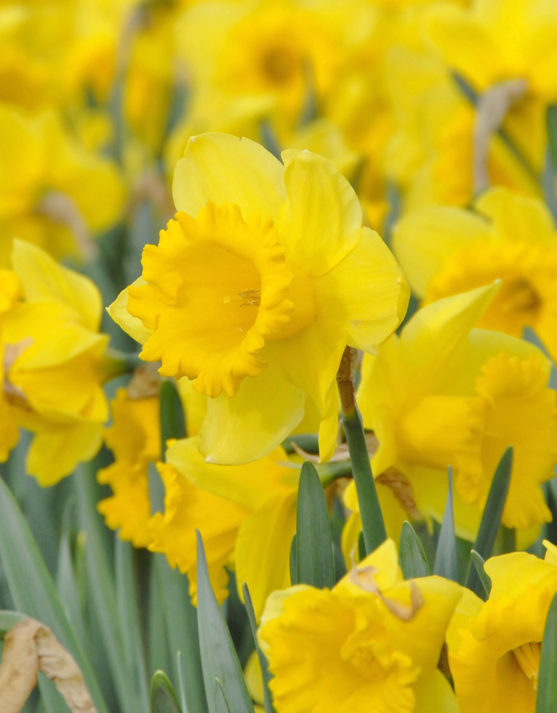 Narcis  Narcissus 'Dutch Master', BIO