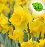 Narcis  Narcissus 'Dutch Master', BIO