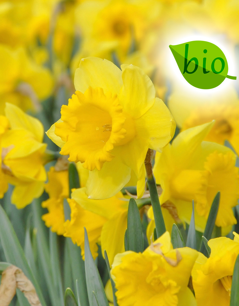 Narcis  Narcissus 'Dutch Master', BIO