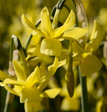 Narcis  Narcissus 'Hawera'