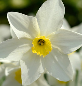 Narcis  Narcissus 'Lieke'