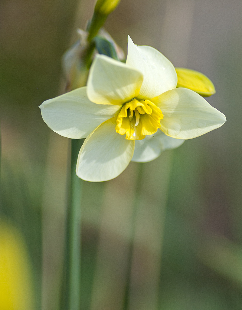 Narcis  Narcissus 'Lieke'