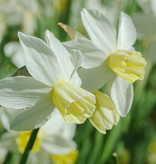 Narcis  Narcissus 'Sailboat', BIO