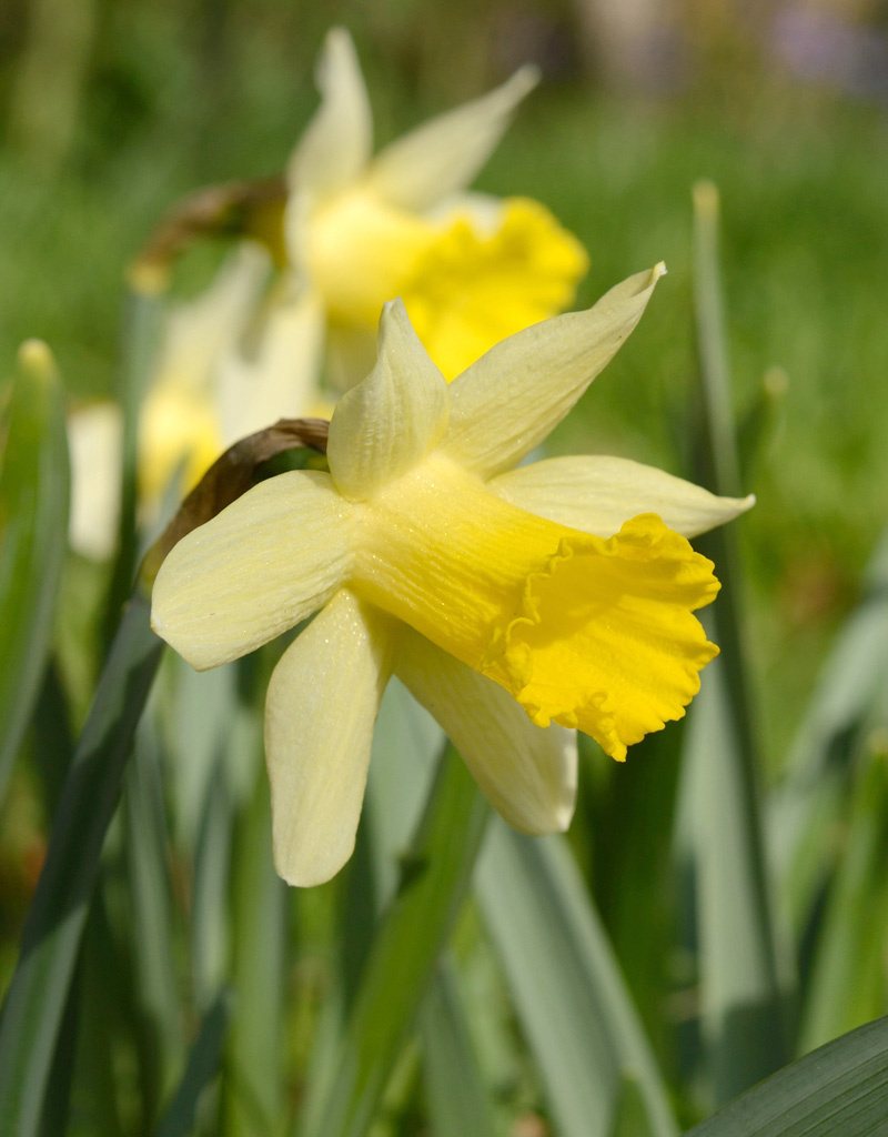 Narcis  Narcissus 'Topolino'