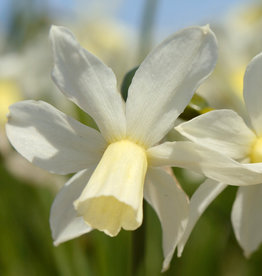 Narcis  Narcissus 'Toto'