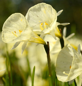 Narcis (hoepelrok)  Narcissus bulbocodium 'Spoirot'