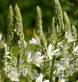 Vogelmelk  Ornithogalum ponticum 'Sochi'