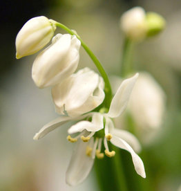 Sterhyacint (oosters)  Scilla siberica 'Alba'