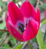 Tulp  Tulipa aximensis (Alpen Tulpje)