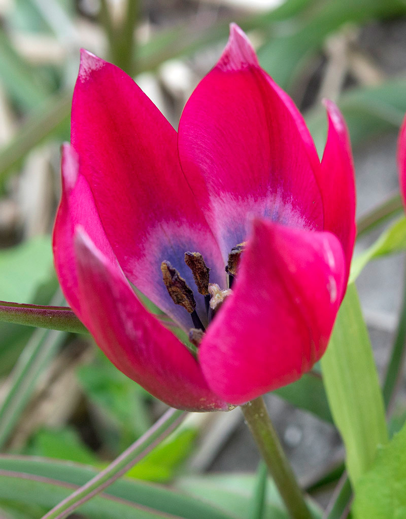 Tulp  Tulipa aximensis (Alpen Tulpje)