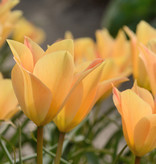 Tulp  Tulipa batalinii 'Bronze Charm', BIO