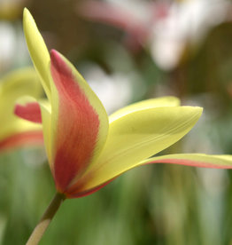 Tulp  Tulipa clusiana 'Cynthia'