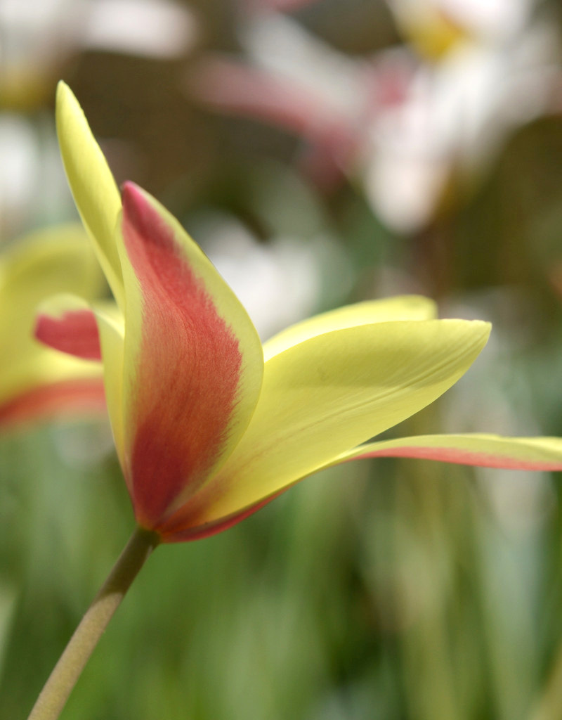 Tulp  Tulipa clusiana 'Cynthia'