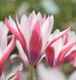 Tulp  Tulipa clusiana 'Peppermint Stick'