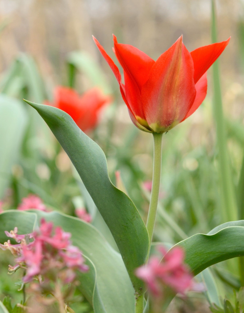 Tulp  Tulipa eichleri