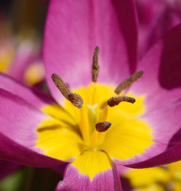 Tulp  Tulipa humilis 'Eastern Star'