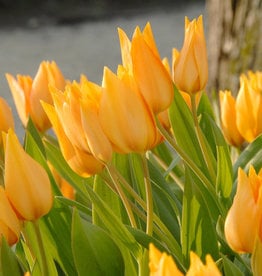 Tulp  Tulipa praestans 'Shogun'