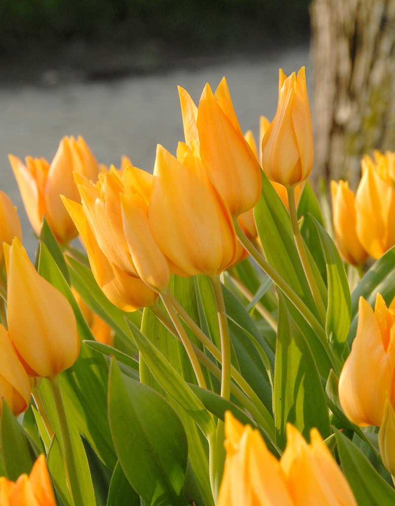 Tulp  Tulipa praestans 'Shogun'
