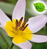 Tulp  Tulipa saxatilis, BIO