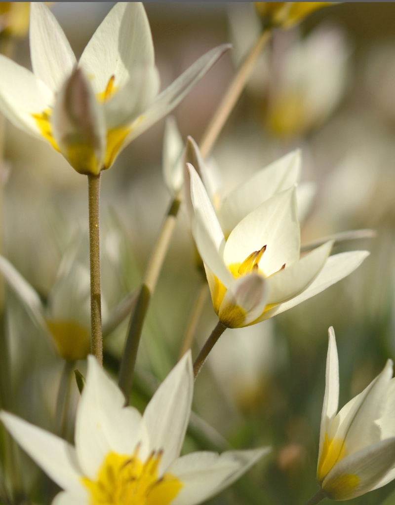 Tulp  Tulipa turkestanica