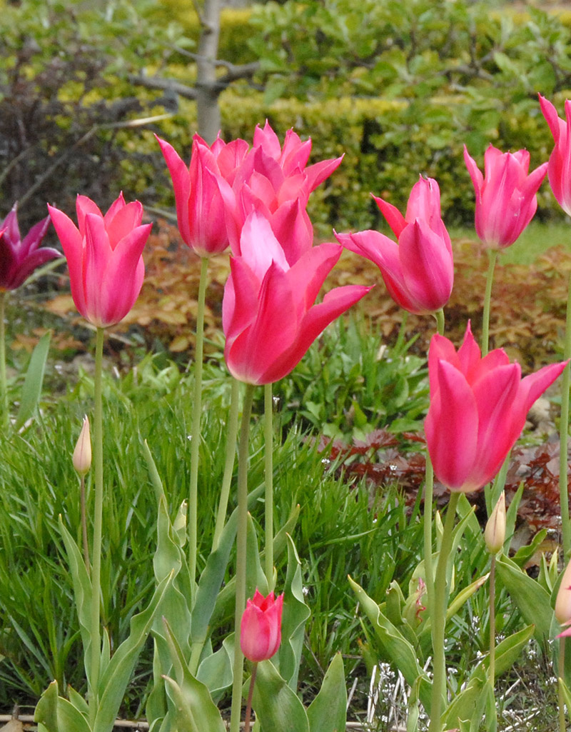 Tulp  Tulipa ‘Mariette'