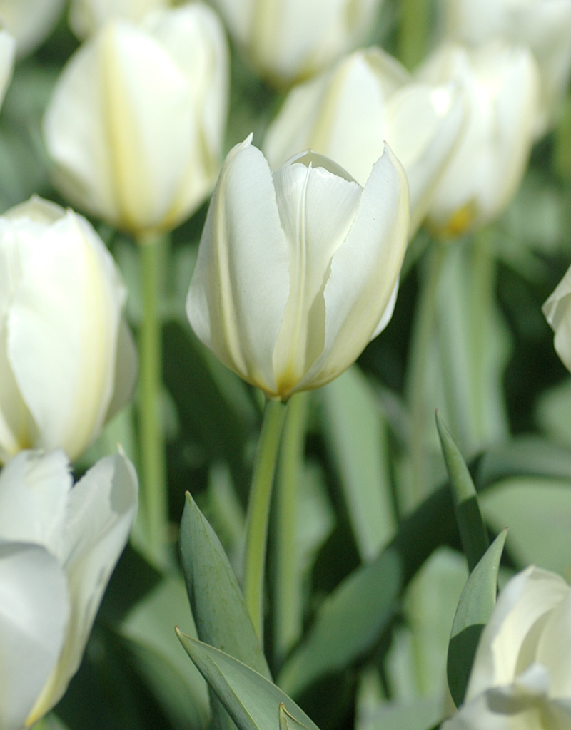 Tulp  Tulipa ‘Purissima’