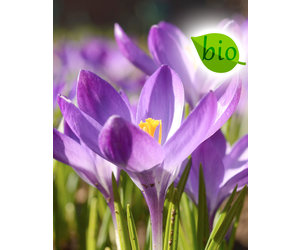 Crocus tommasinianus 'Ruby Giant', BIO (Boerenkrokus) - Stinzenplant