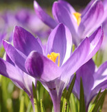 Krokus (boeren)  Crocus tommasinianus 'Ruby Giant' (Boerenkrokus) - Stinzenplant