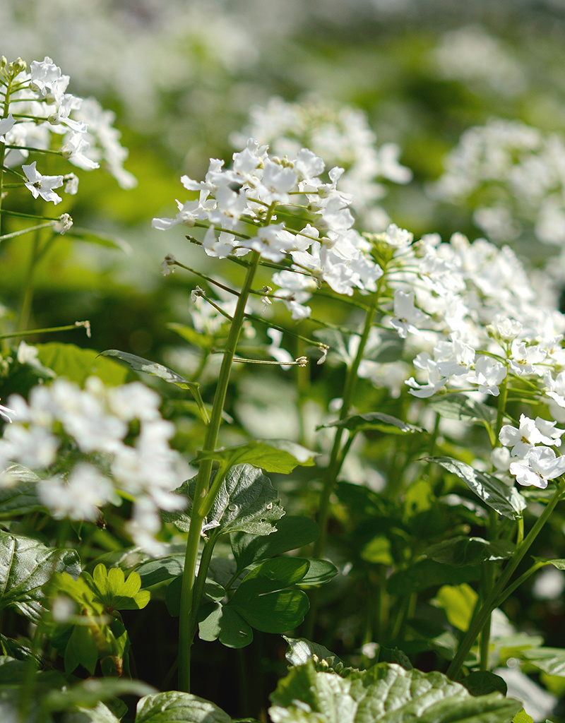 Look (kaukasisch)  Pachyphragma macrophyllum (Kaukasische look) - in pot