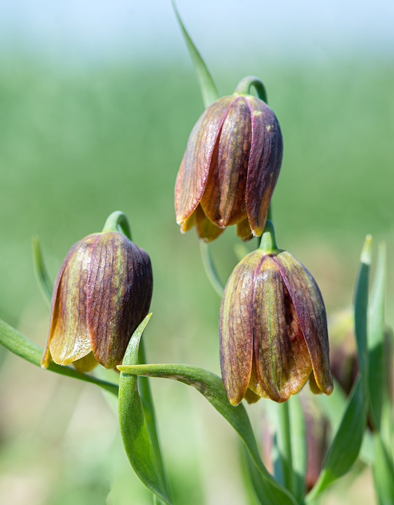 Kievitsbloem  Fritillaria davisii (Griekse kievitsbloem)