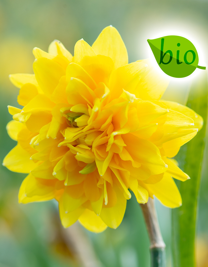 Narcis  Narcissus 'Tête Rosette', BIO